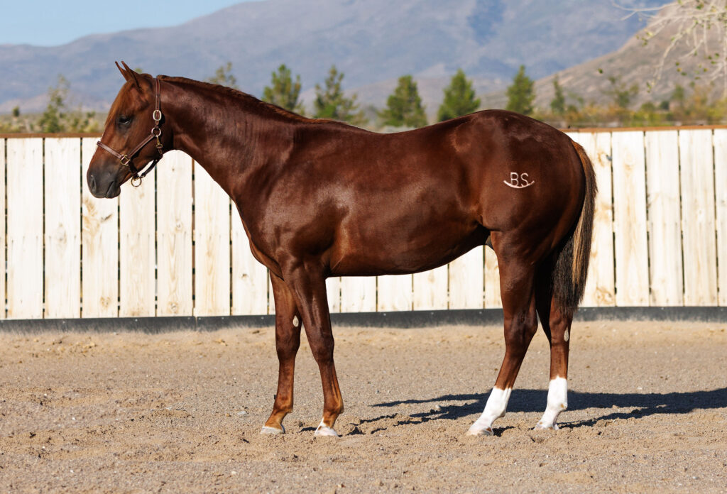 RBS Isa Clever Cat, 2023 stallion by Annies Smart Cat