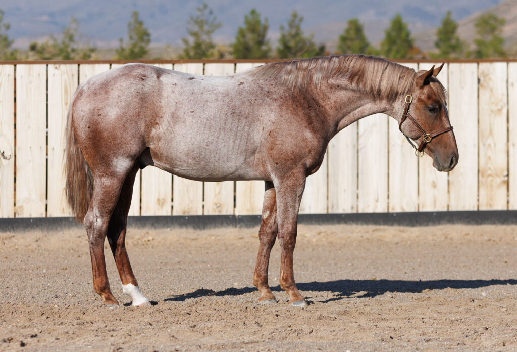 RBS Catsanova, 2023 stallion by Metallic Cat