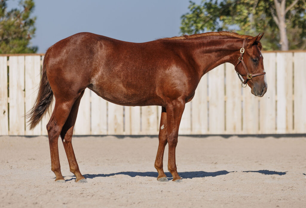 RBS Legend Of Zelda, 2023 filly by Annies Smart Cat